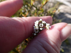 Logania linifolia