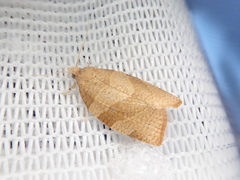Pandemis chlorograpta