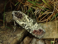 Actebia praecurrens