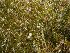 Logania linifolia