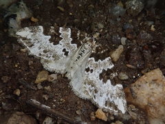 Electrophaes corylata