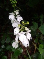 Habenaria plantaginea