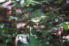 Meliphaga notata