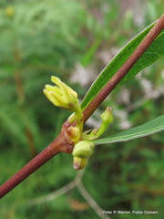 Cryptolepis oblongifolia