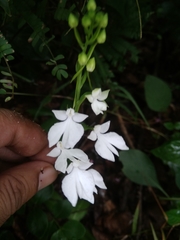Habenaria plantaginea
