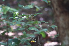 Meliphaga notata