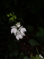 Habenaria plantaginea