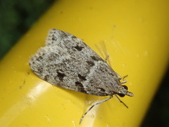 Scoparia molestalis
