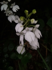 Habenaria plantaginea