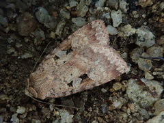 Diarsia nipponica
