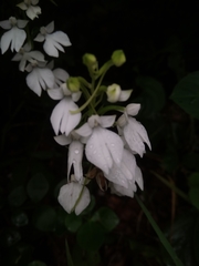 Habenaria plantaginea