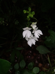 Habenaria plantaginea