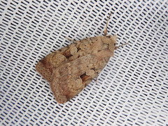 Diarsia nipponica