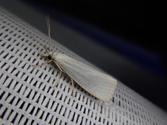 Schoenobiinae