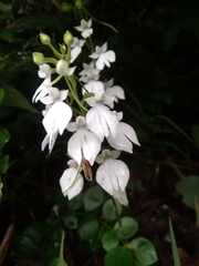 Habenaria plantaginea