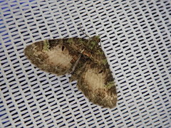 Chloroclystis excisa