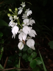 Habenaria plantaginea