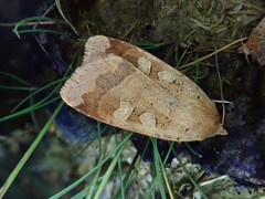 Sineugraphe bipartita