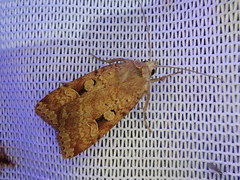 Diarsia nipponica