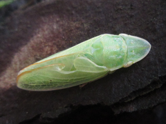 Petalocephala manchurica