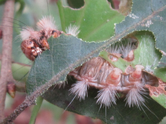 Xanthomantis contaminata