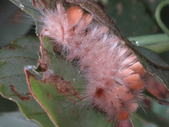 Xanthomantis contaminata