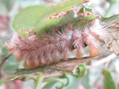 Xanthomantis contaminata
