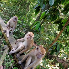 Macaca fascicularis