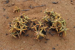 Crassula grisea