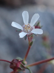 Horkelia wilderae