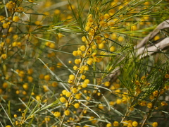 Acacia euthycarpa