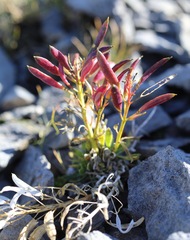 Pachycladon latisiliquum