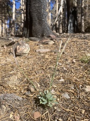 Boechera platysperma