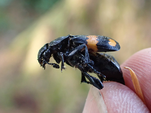 Boreal Burying Beetle photo 5
