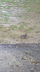 Streptopelia orientalis