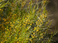 Acacia euthycarpa