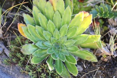 Pachycladon latisiliquum