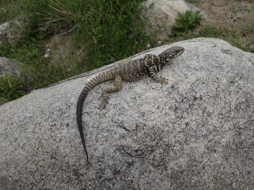 Mongolia Rock Agama