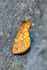 Xanthia rectilineata