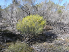 Acacia euthycarpa