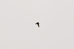 Streptoprocne rutila