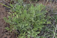 Pelargonium dolomiticum