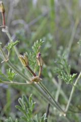 Pelargonium dolomiticum