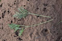 Pelargonium dolomiticum