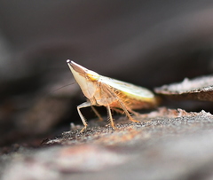 Enantiocephalus cornutus