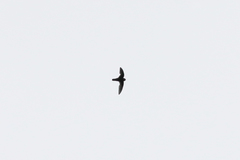 Cypseloides cherriei