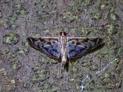Rhimphalea