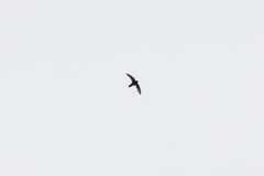 Cypseloides cherriei