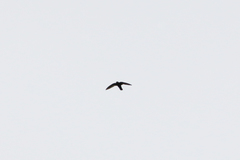 Cypseloides cherriei