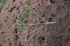 Pelargonium dolomiticum